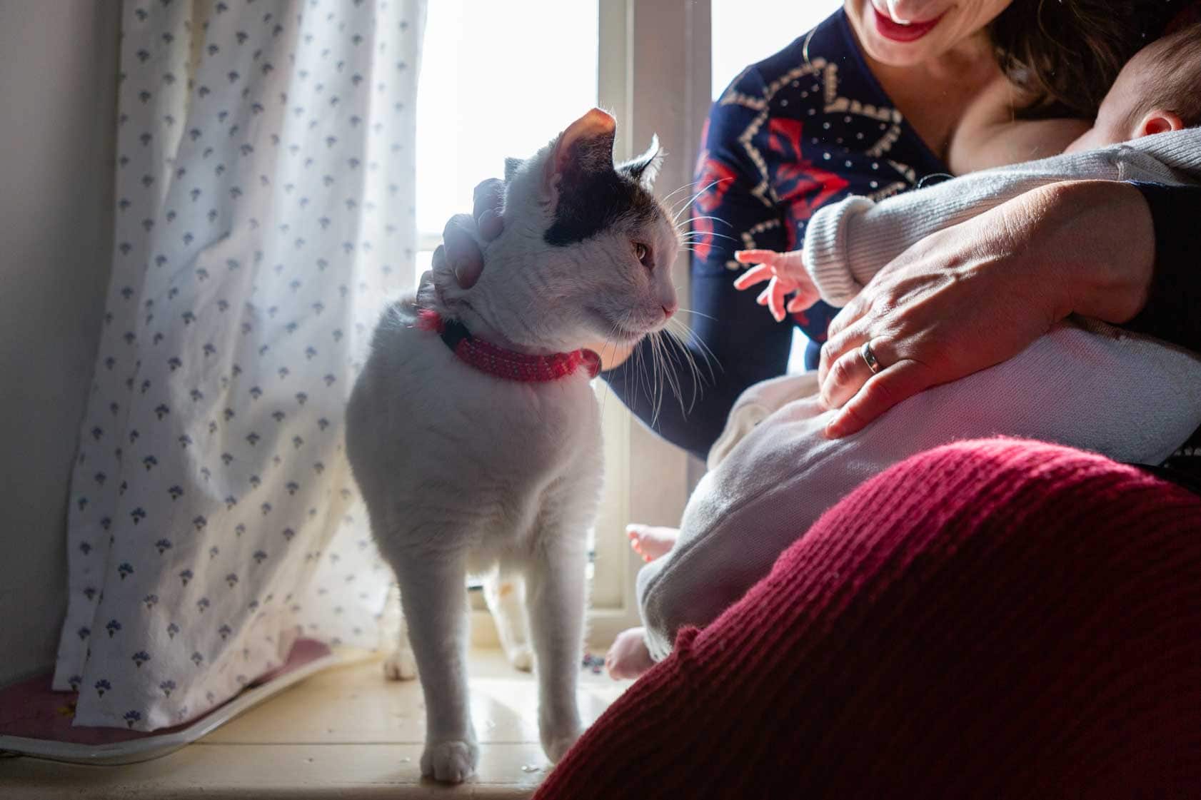 Cat greets new baby