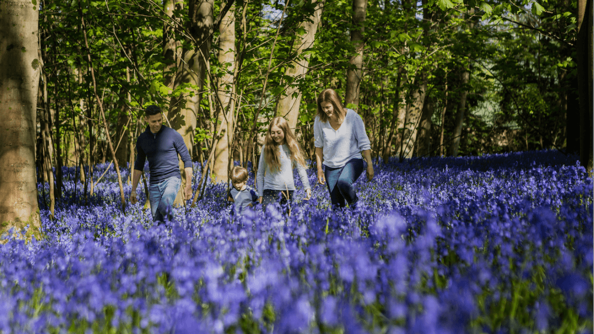 A family of four walks through a forest filled with blooming bluebells. Sunlight filters through the trees, casting light on the vibrant blue flowers and the family dressed in casual clothes. Rose Dedman Photography